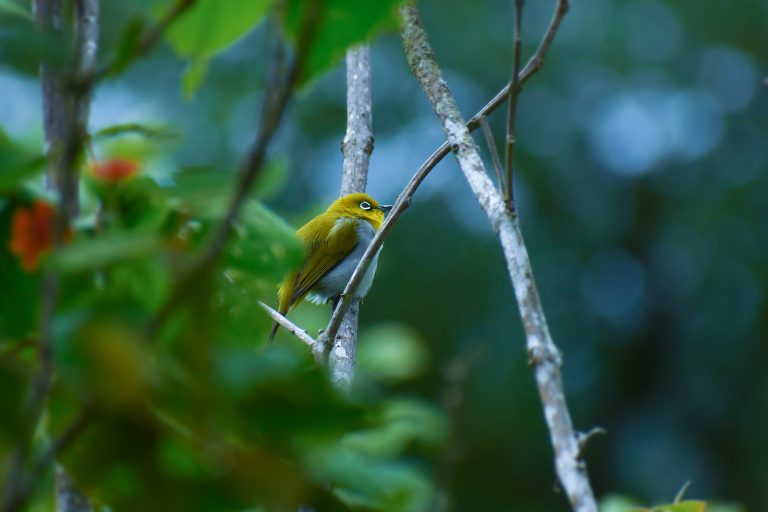 Common White Eye bird