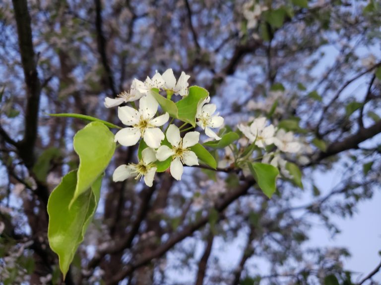 White flowers with leaves and the tree is in background.