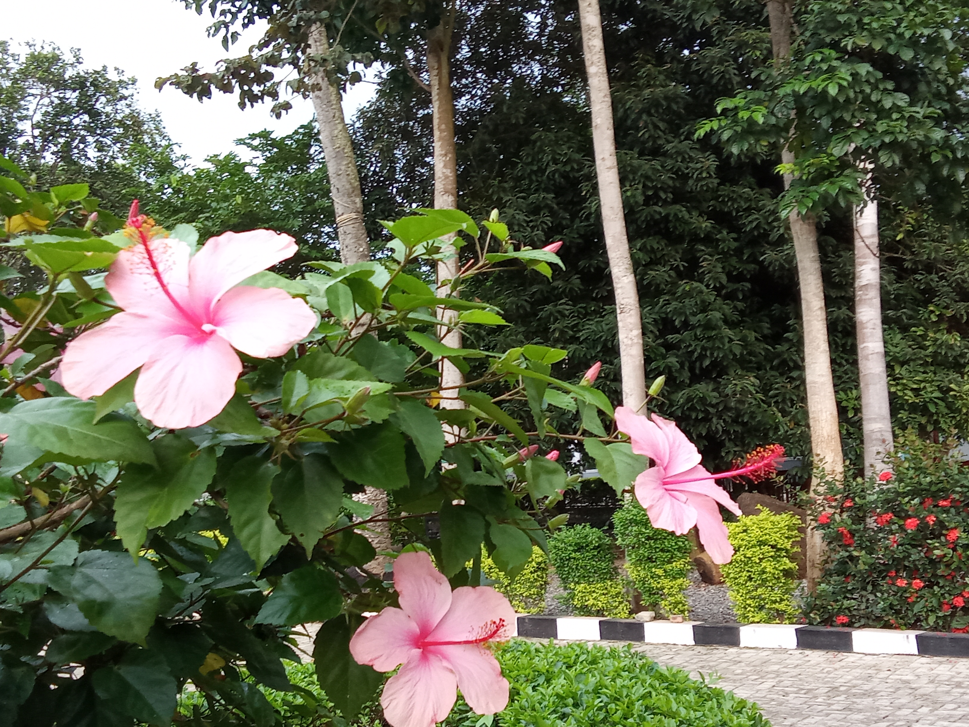 Pink flowers along side with a road.
