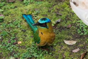 Costa Rica bird Momotus Momota specie, "pajaro bobo" 