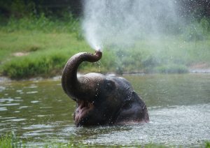 Happy baby elephant in a pond showering himself water from his trunk.
