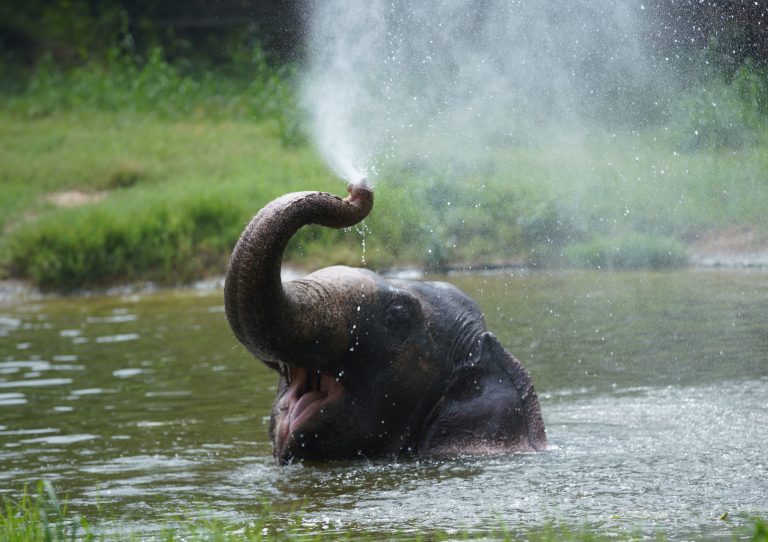 Happy baby elephant in a pond showering himself water from his trunk.