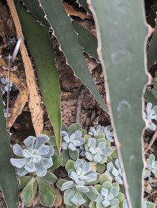 Small succulents growing under big succulent arms