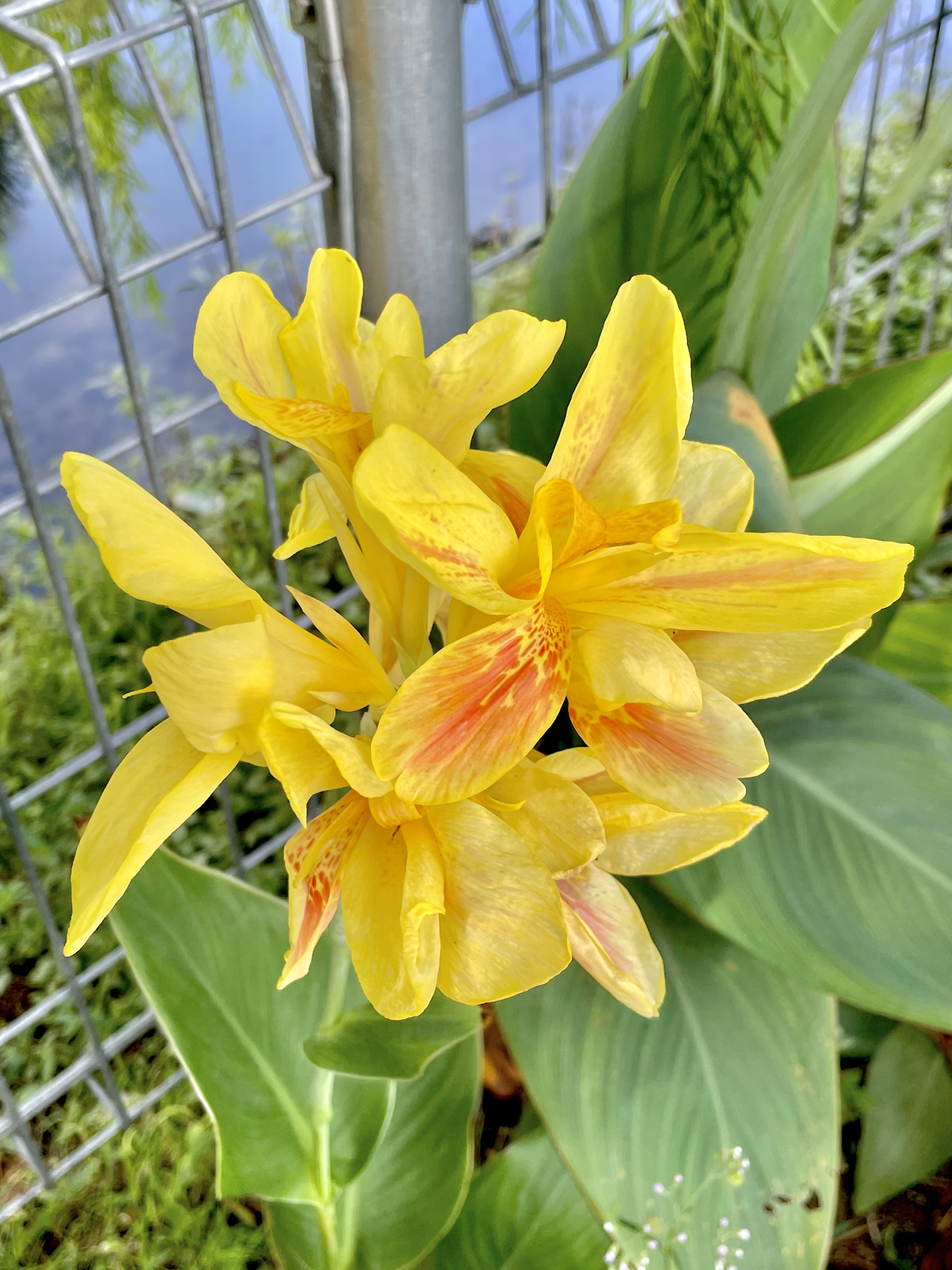 A Canna indica flower, it’s commonly known as Indian shot, African arrowroot, edible canna, purple arrowroot, Sierra Leone arrowroot. From Titiwangsa Lake Park, Kuala Lumpur, Malaysia.