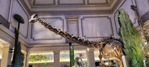 Brachiosaurus skeleton at the Smithsonian Museum of Natural History in Washington DC