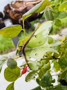 A dead luna moth(Actias luna) aka the American moon moth. Top view. From National Harbor, Maryland