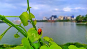 Feeling blessed to witness nature’s beauty with this adorable lady bug on a vibrant green plant! 🐞🌿 #NatureLove #BlessedWithBugs #LadyBugMagic
