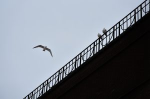 Three seagulls
