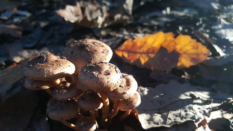 Mushroom growth in the autumn season in the golden forest.