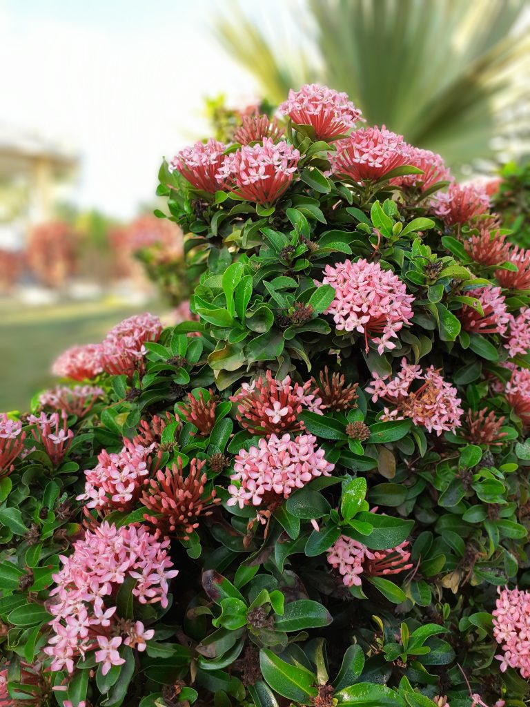 Pink Flowers with green leaves (Side view)