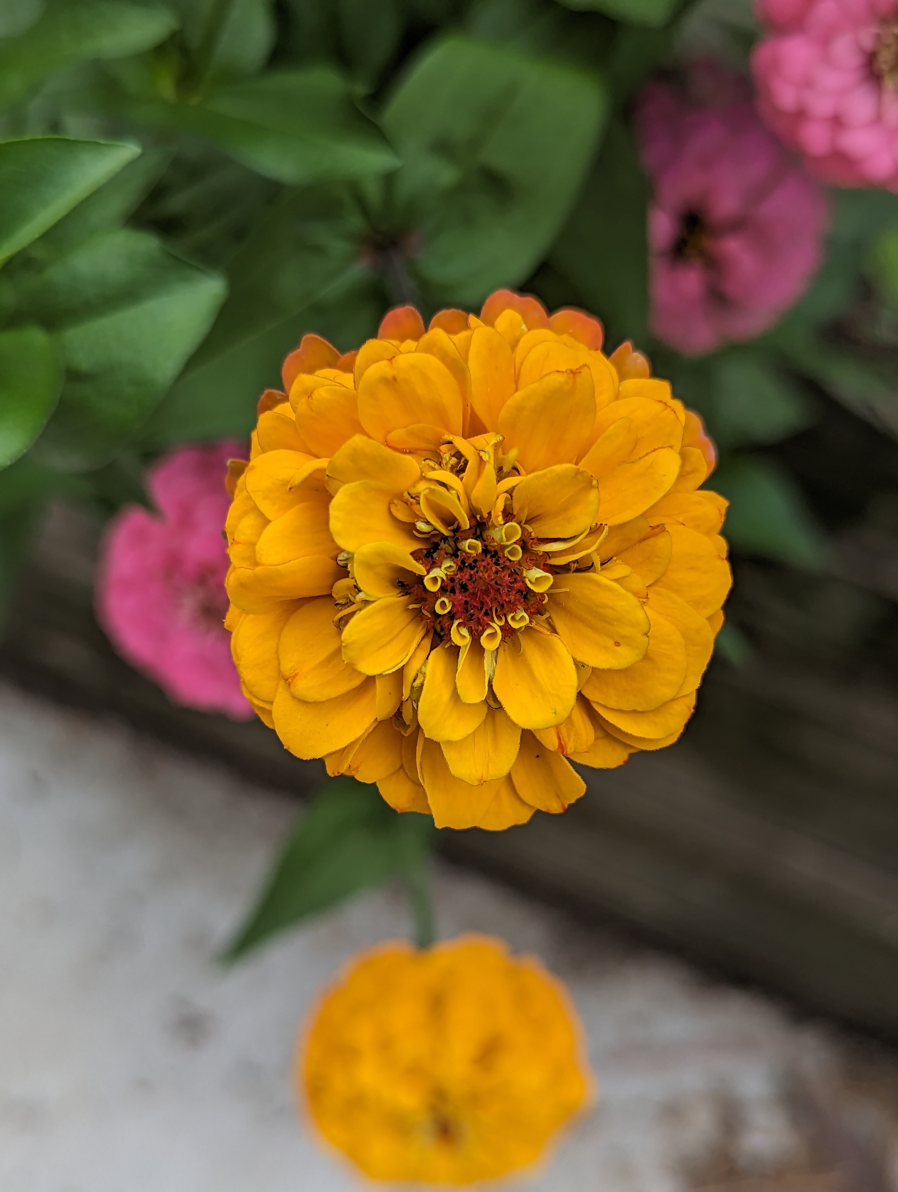 Yellow zinnia flower that is very ripe