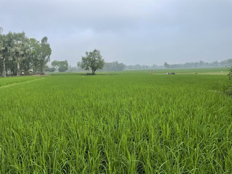 Rice plants growing in the field.