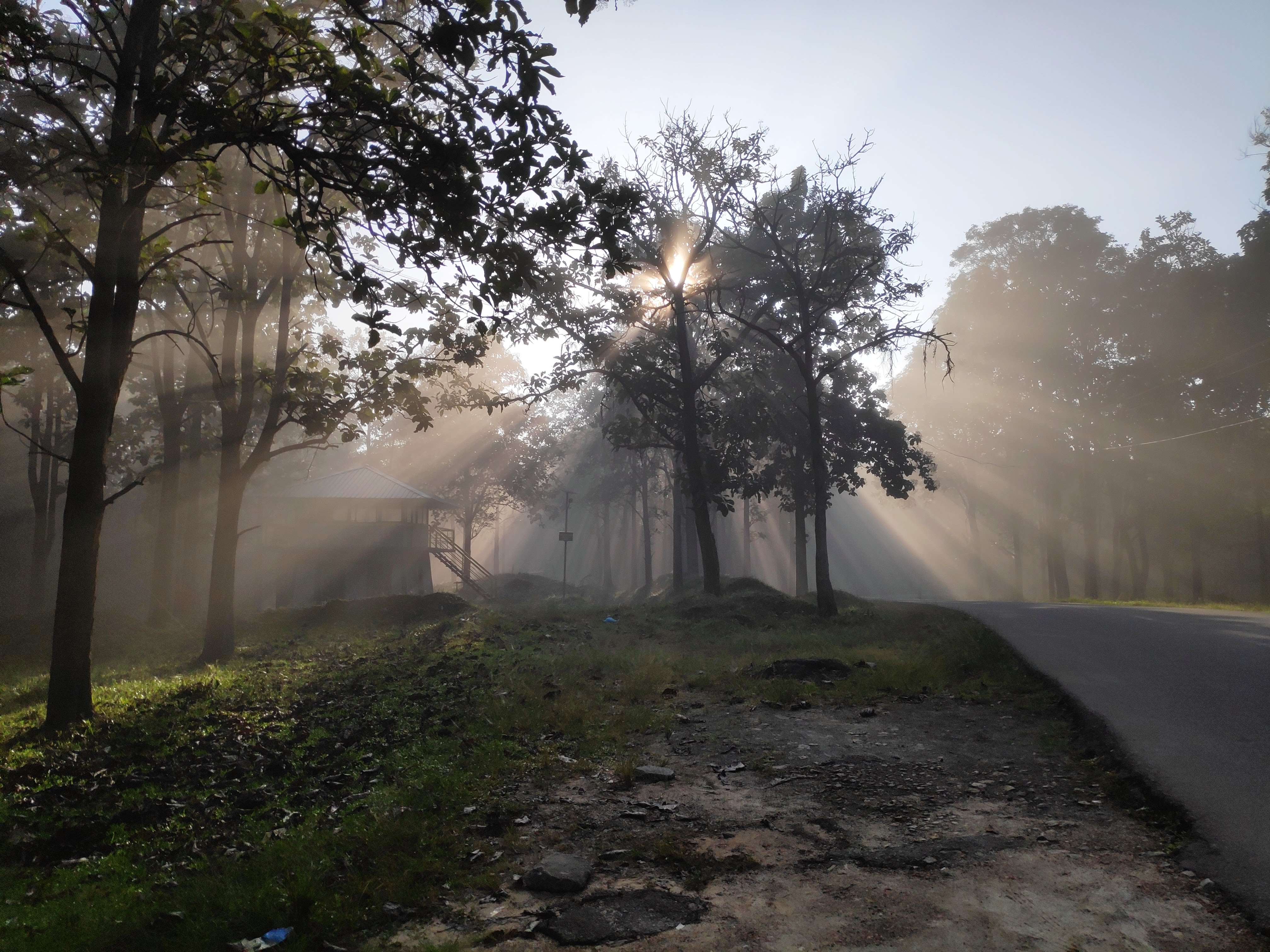 Morning sun rays passing through the trees