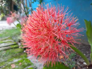 Scadoxus multiflorus is a bulbous plant native to most of sub-Saharan Africa from Senegal to Somalia to South Africa. It is also native to Arabian Peninsula and to the Seychelles. It is naturalized in Mexico and in the Chagos Archipelago. It is also found in the Indian peninsula
