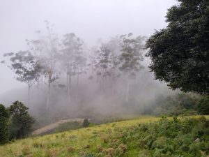 A beautiful location with trees and sky and fog in Eravikulam, Munnar 