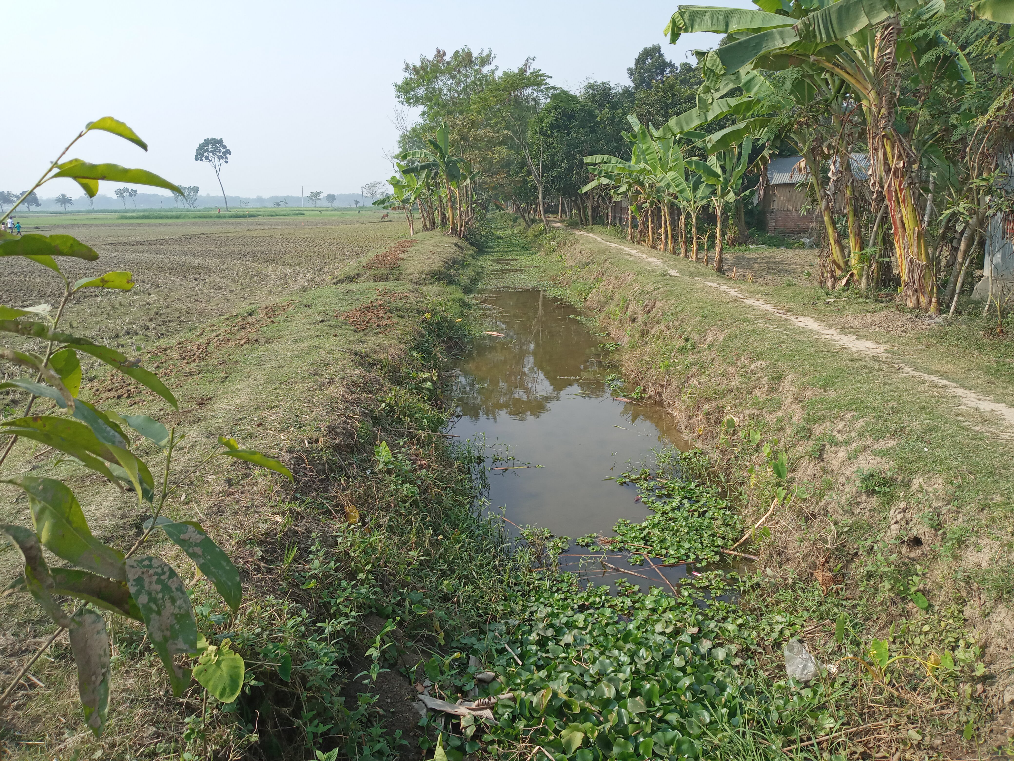 Muddy canal between a field and path surrounded by palm trees.