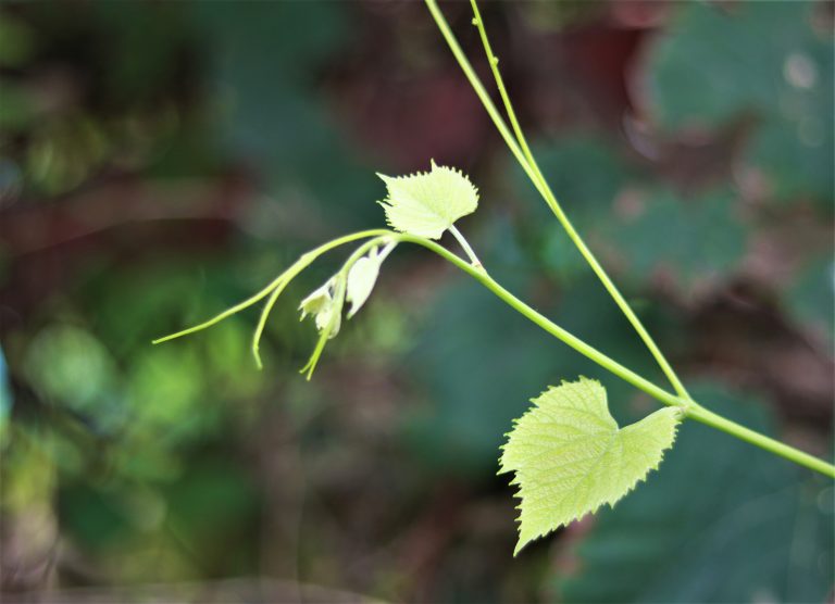 New born leaves with blurry background.