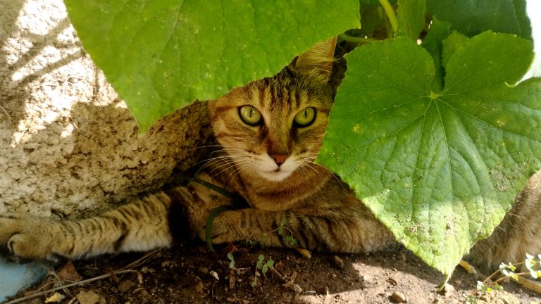 Tortoise shell, stripey cat lying underneath a cucumber plant