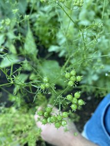 Coriander Plant growing, hand of a person in background
