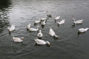 White swans on a lake
