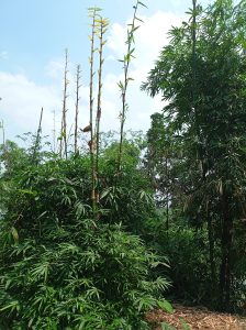 Wild bamboo grove.