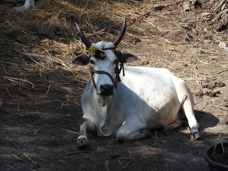 The mere brute pleasure of reading – the sort of pleasure a cow must have in grazing.