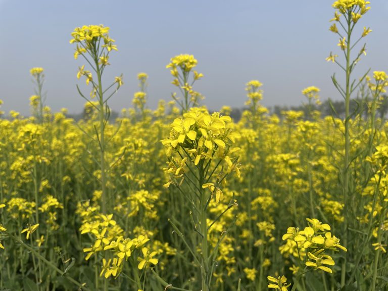 Mustard flower plants on the field.