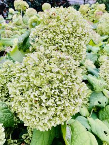 Peegee hydrangea(Hydrangea paniculata 'Grandiflora'). From Gaylord National Resort & Convention Center, National Harbor, Maryland.