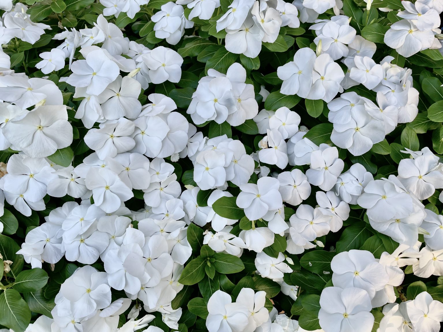 White vinca flowers from National Harbor, Maryland.
Catharanthus roseus is the scientific name of this flower. It is commonly known as bright eyes, Cape periwinkle, graveyard plant, Madagascar periwinkle, old maid, pink periwinkle, rose periwinkle