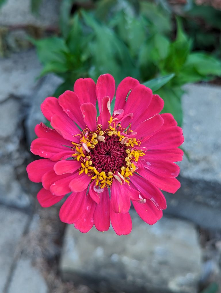 Very pink zinnia flower