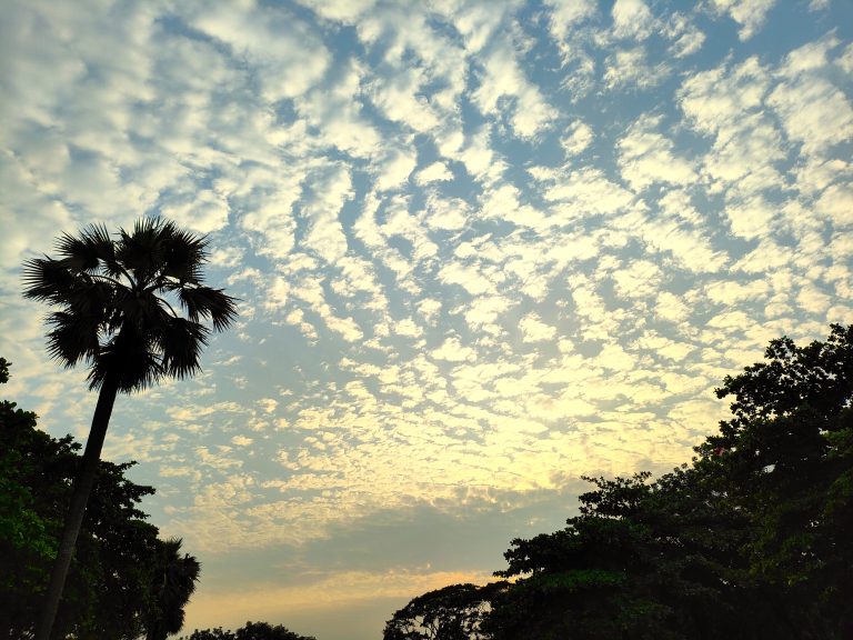 Cumulus clouds in the afternoon sky. A palm tree is in silhouette on the left side.