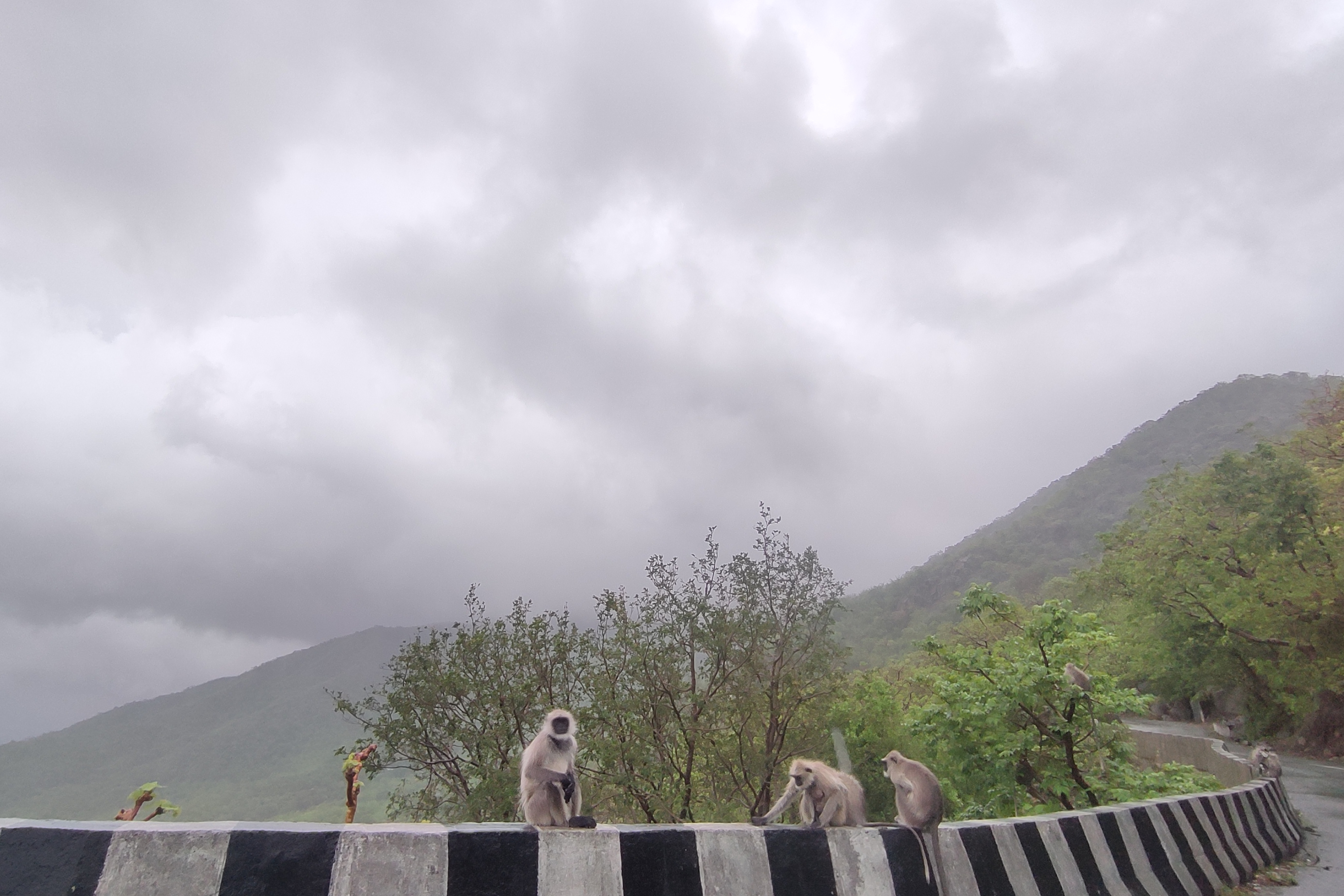 Monkeys on the side of a road