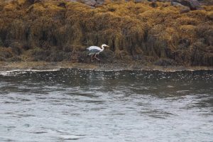 Grey Heron fishing