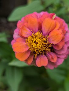 Pink Zinnia flower that has gotten messy with fuzz