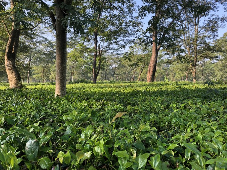 A tea field in Nepal, bushes about knee high with periodic giant trees keeping everything in shadow.