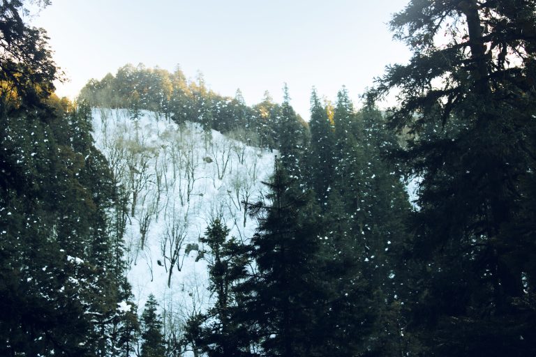 When snow falls, nature listens in silence 
Snow falling on trees on a hill. There is snow on the ground and pine trees.