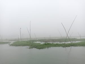 Rural river scene in Bangladesh. Dead sticks rising out of plants, a lone bird atop one stick.