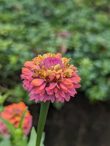 Pink and yellow zinnia flower 