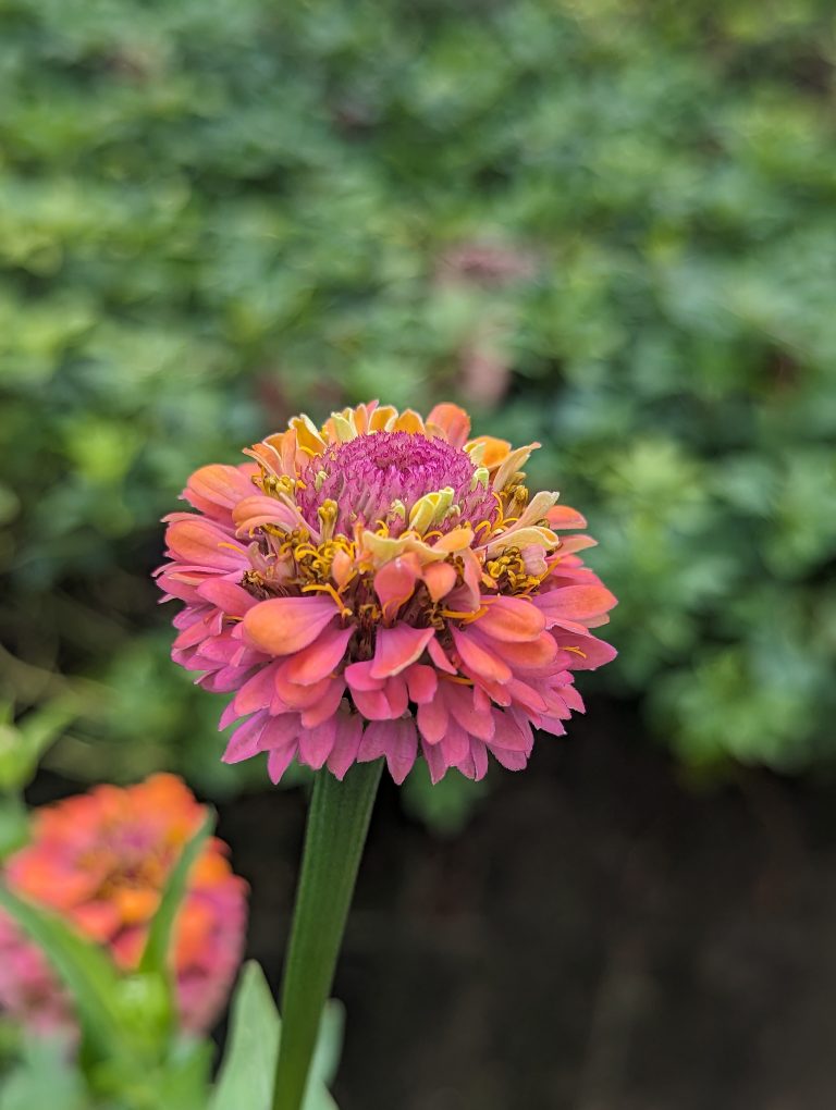 Pink and yellow zinnia flower