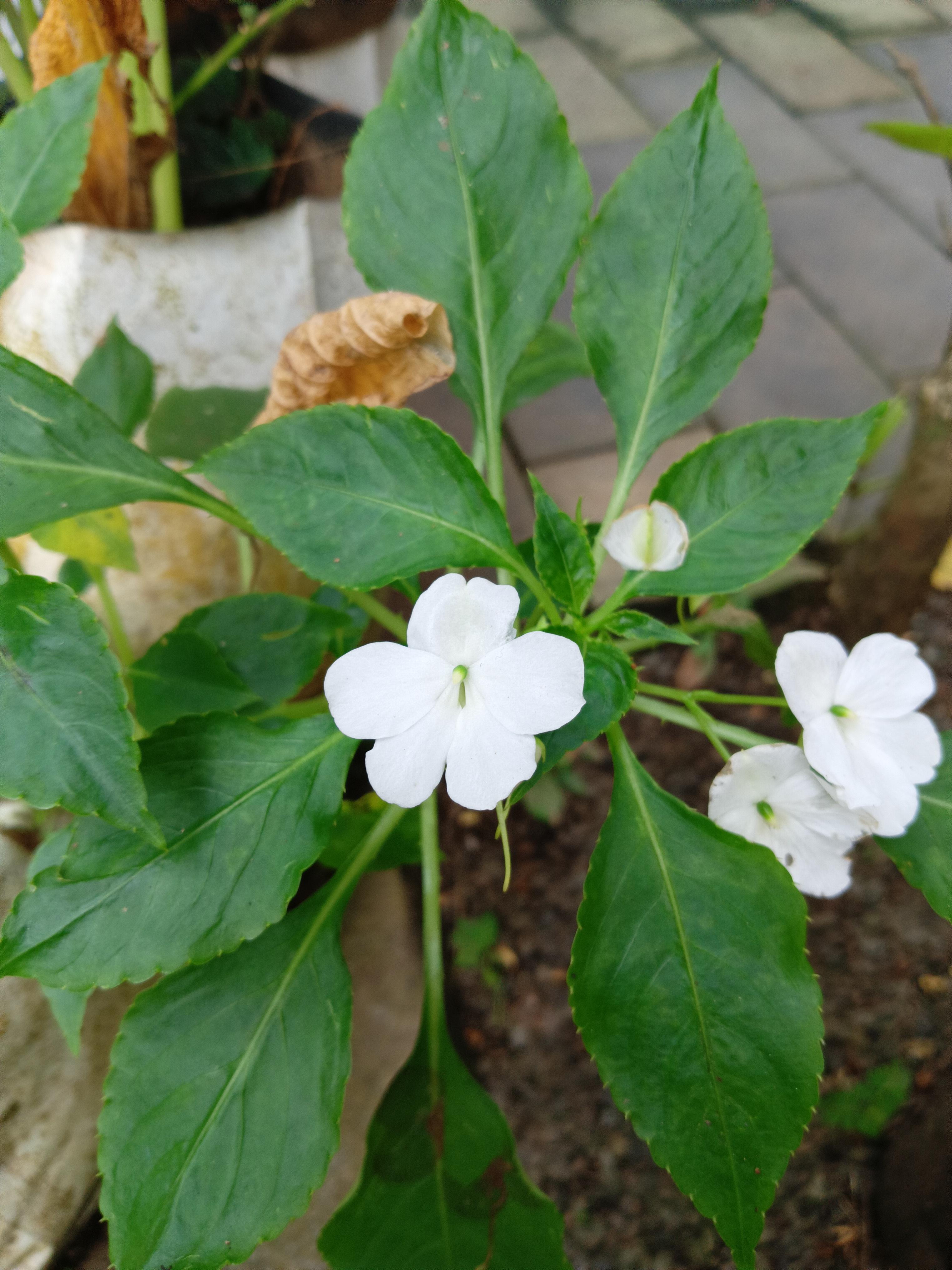 Impatiens gordonii flower