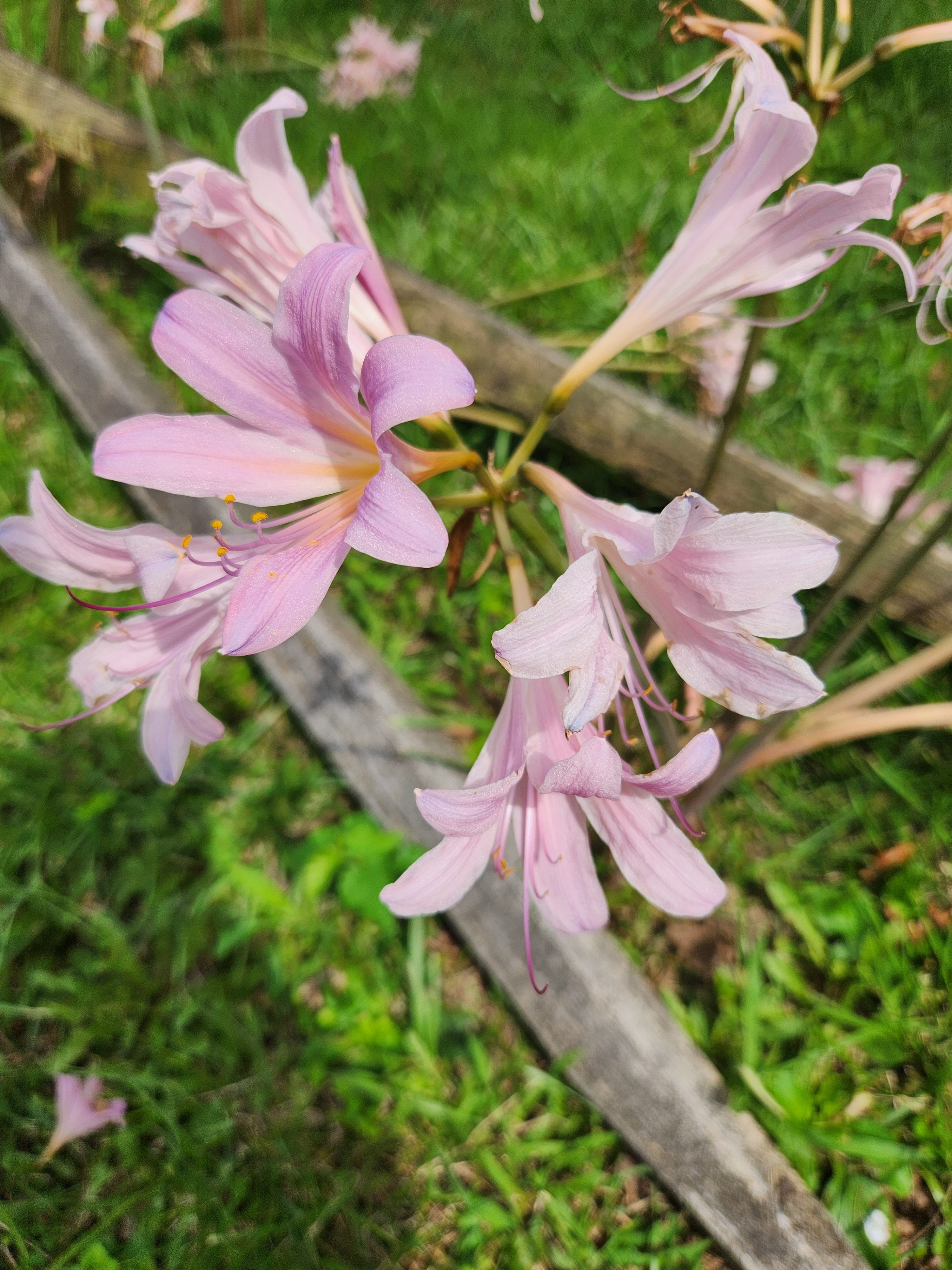 Surprise Lillies flowers with green grass in background