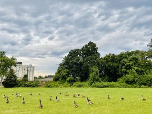 A group of Canadian goose(Branta canadensis). From Forest Heights, Oxon Hill, Maryland