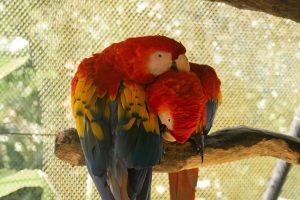 View larger photo: A couple of Red Parrots snuggling, Costa Rica