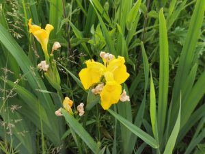 Yellow Irises