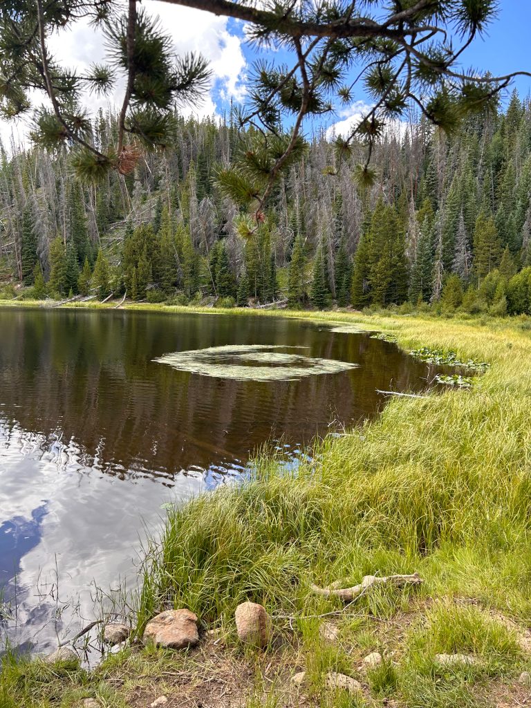 Small lake or pond with circular grass formation in the water, trees in the background