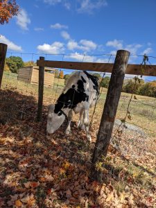 A cow, in a field, behind a fence.