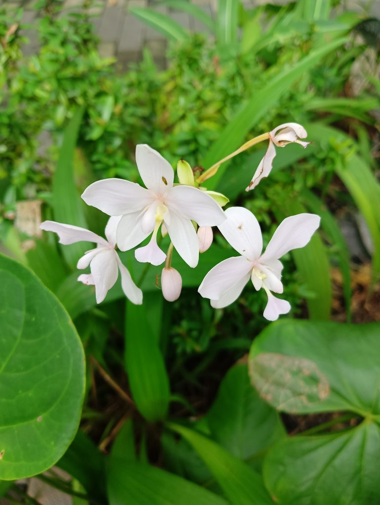 Impatiens gordonii, closeup picture of delicate white flowers