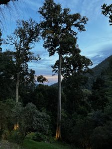 Rainforest, Dota, Costa Rica.