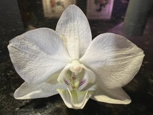 Orchid blossom