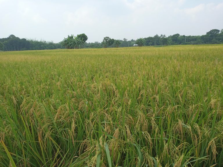 Rice paddy field edged with large trees there is a building in the far distance, to the right a cable is suspended between three tall posts in front of the trees.